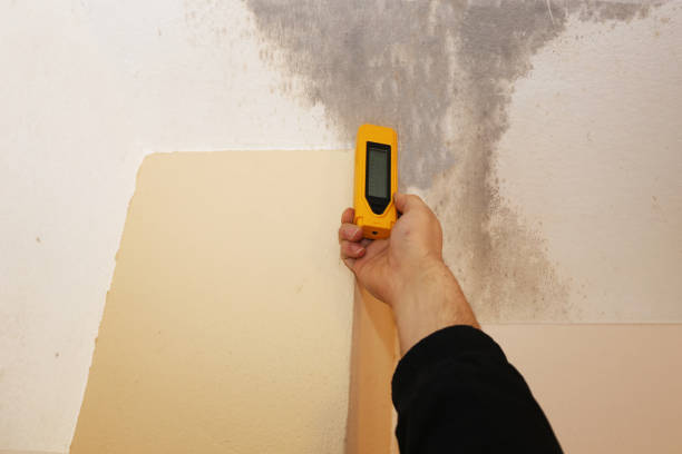 Best Basement Mold Removal  in Marmora, NJ