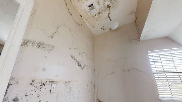 Best Environmental Consulting for Mold Prevention  in Marmora, NJ