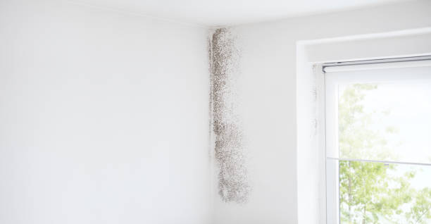 Best Emergency Mold Remediation  in Marmora, NJ