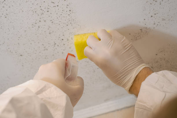 Best Black Mold Removal  in Marmora, NJ