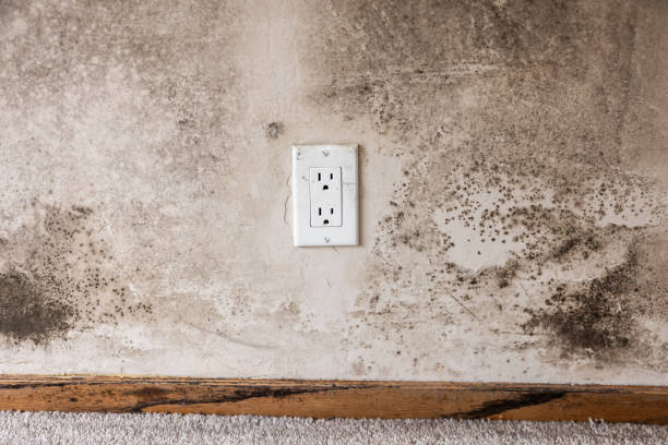 Best Air Quality Testing for Mold Spores  in Marmora, NJ