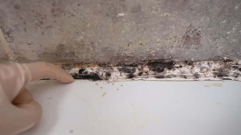 Best Mold Odor Removal Services  in Marmora, NJ