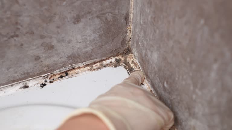 Forensic Mold Investigation in Marmora, NJ